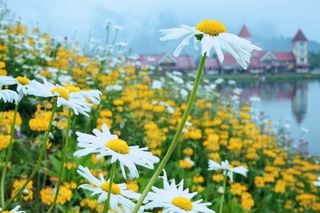 烟雨中的西岭雪山最醉人！