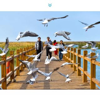 额济纳大美幽静之地——千年古居延泽