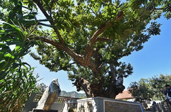 河北小西藏有棵千年板栗王,板栗之乡话板栗,青龙板栗之旅
