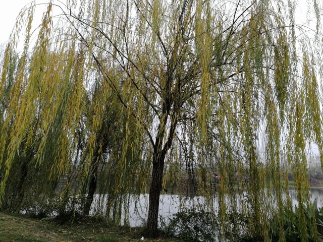 北洋桥旅行图片 1