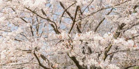 鳥取城跡・久松公園