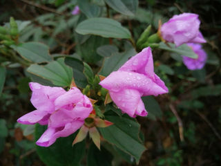 合浦清水江水库边开满野花,看着像捻子花,朋友又说不是