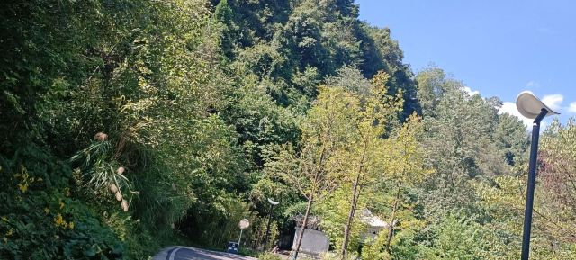 登高云山森林公园旅行图片 10