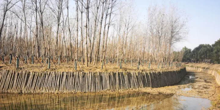 包河牛角大圩-四季花海