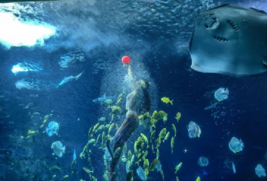 太平洋海底世界+北京动物园一日游【唐山出发】【亲子互动，能让孩子亲近海洋生物，学习到海洋知识】