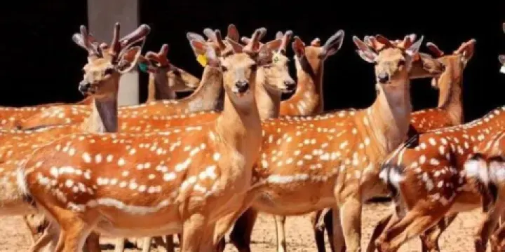瑪珥·大鹿場鹿養生文化館