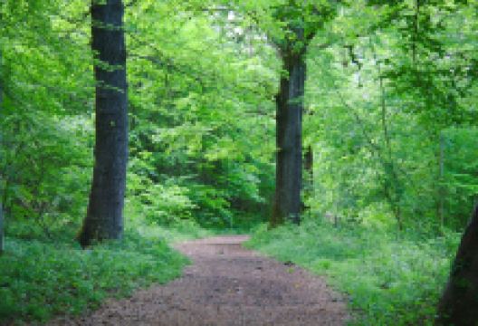 National Trust - Leigh Woods景点图片