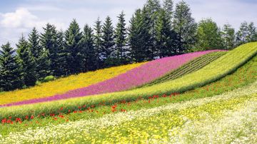 Farm Tomita