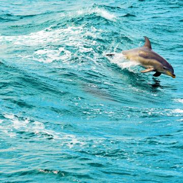 澳大利亚悉尼6日5晚私家团