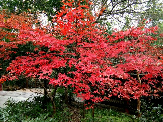 潜山国家森林公园旅行图片 3
