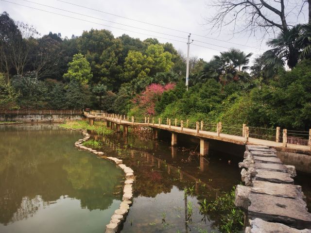 南岭植物园旅行图片 8