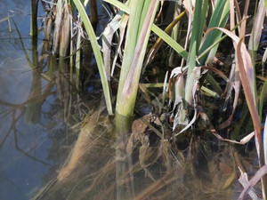 爱达荷州游记图文-本土的动物昆虫们