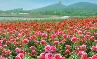 春天在这里发酵,一起去自贡踏青