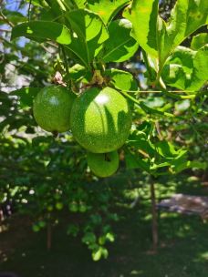 七色土-毛里求斯-Lavender and Sun