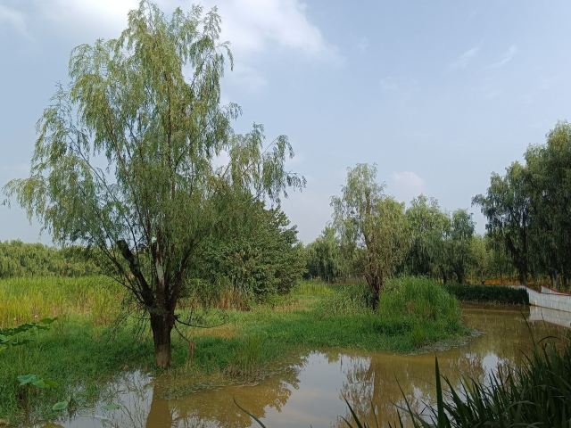 长安城市公园(樊川公园)旅行图片 1