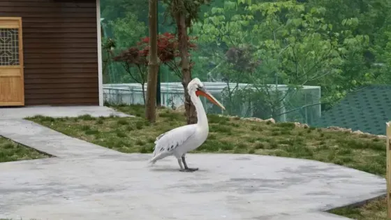 溫嶺動物園