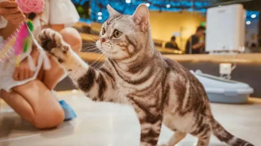 猫咪博物馆(弘阳广场店)