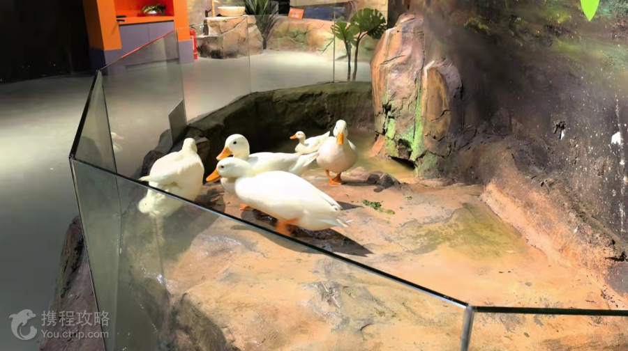西遊動物城