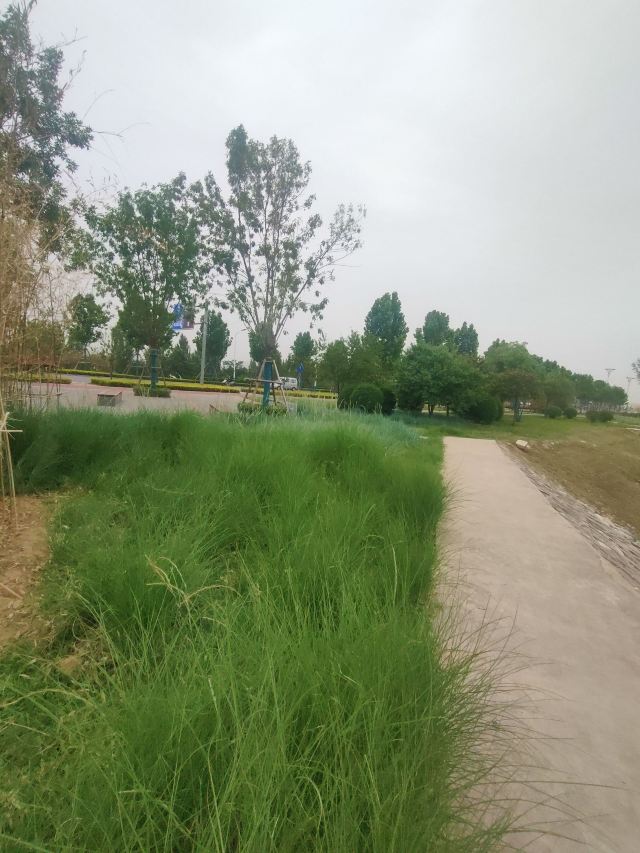灞渭生态滩区旅行图片 9