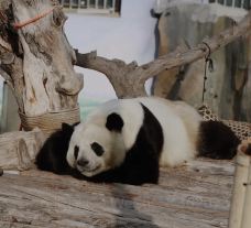 西宁熊猫馆-西宁-YoYo_1U1U1O8J