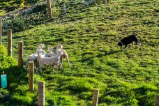 瓦尔特峰高原农场-皇后镇