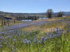 Catherine Creek Day Use Area/Trailhead-克利基塔特县-Laird_Torrance