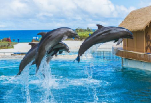 夏威夷海洋生物公园景点图片