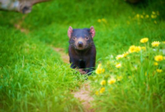 塔斯马尼亚恶魔公园景点图片