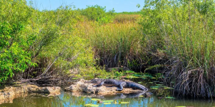 大沼澤地鱷魚場