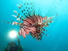 锡帕丹岛-斗湖-vivienvivien