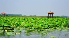 白洋淀风景区-雄县-圣吉米尼亚诺伊尹