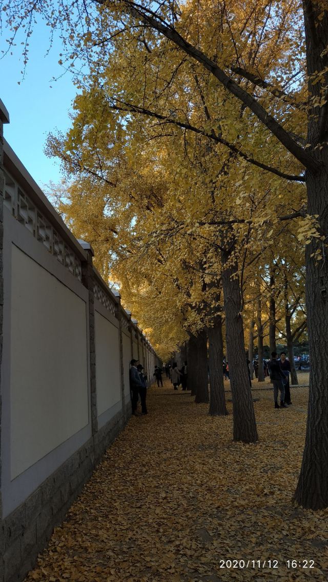 玉渊潭公园钓鱼台银杏大道旅行图片 4