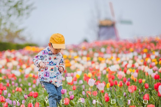 北京遛娃好去處|去順義鮮花港賞花看春天。