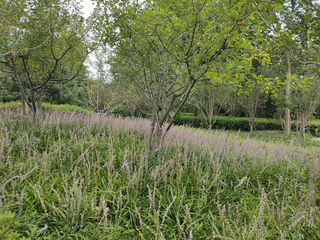 兰花三七，原来并不是麦冬