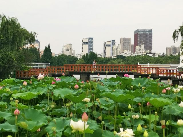 黄兴公园旅行图片 1