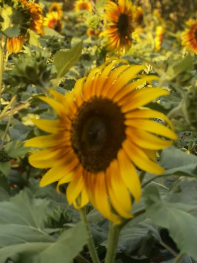 南岭植物园旅行图片 2