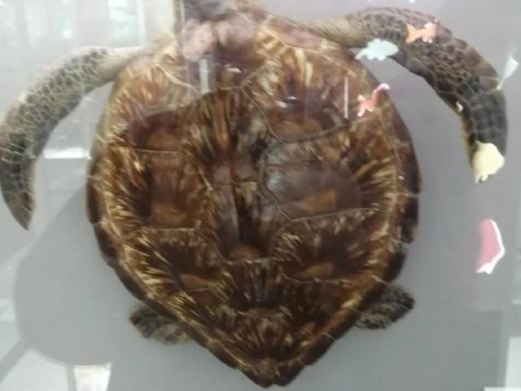 深圳蛇口海洋科普馆