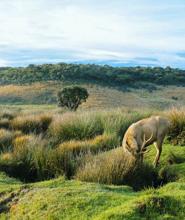 7D6N • Sri Lanka+Dambulla + Colombo + Elephant Orphanage + Horton Plains National Park + Yala National Park + New Zealand Farm + Sigiriya Lion Rock + Temple of the Sacred Tooth Relic 