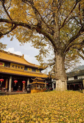 宁波赏秋推荐，这三大赏秋圣地幽静且舒适，遍地金黄媲美喀纳斯