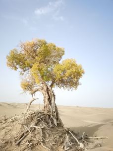 塔里木沙漠公路-且末-YoYo_5I6D6G3D