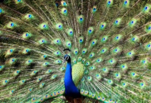 景洪旅游图片-5日西双版纳+勐腊+景洪