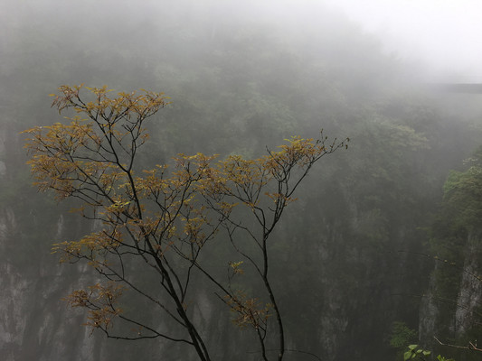 游遍祖国的大好河山——张家界天门山
