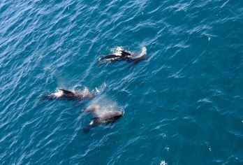 史蒂芬港一日游【含滑沙+四驱车+观海豚+午餐 悉尼往返】【城市旁港湾半边沙半边海，感受大自然的馈赠】