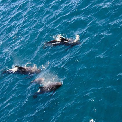 史蒂芬港一日游【含滑沙+四驱车+观海豚+午餐 悉尼往返】