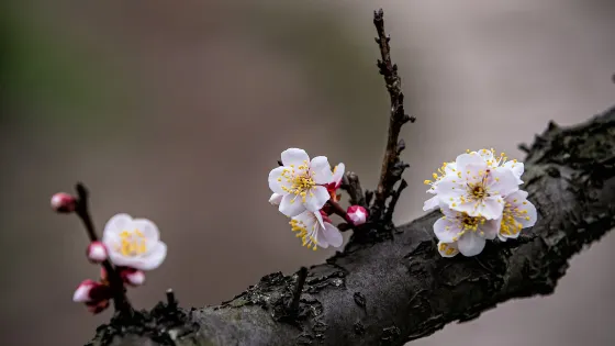 梅花山