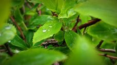 丁香公园-哈尔滨-善了哉的