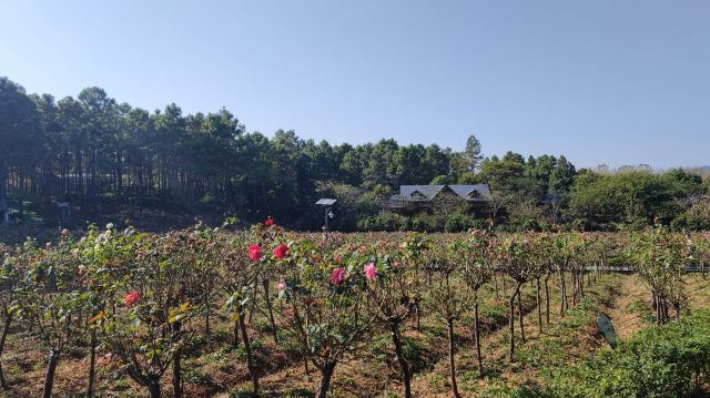 南京玫瑰园旅行图片 2