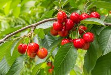 Cherry Garden Senchan景点图片