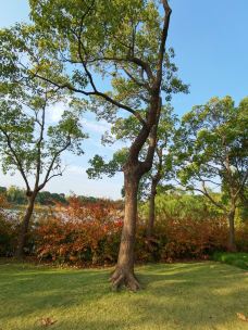 杨浦公园-上海-Travel_ing