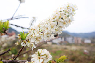 初六游从化溪头村